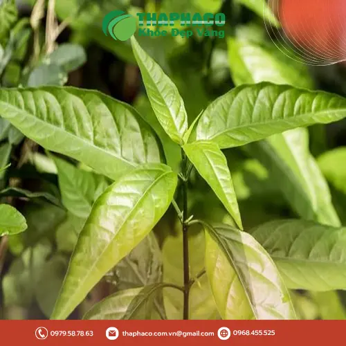 Giải Đáp Thắc Mắc Về Lá Hoàn Ngọc Khô