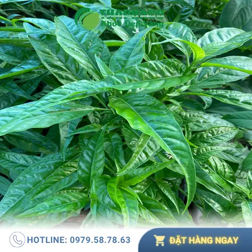 THAPHACO - địa chỉ cung cấp trà Hoàn Ngọc uy tín