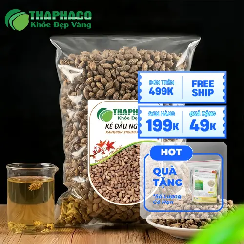 Cây Ké Đầu Ngựa (Thương Nhĩ Tử) là gì