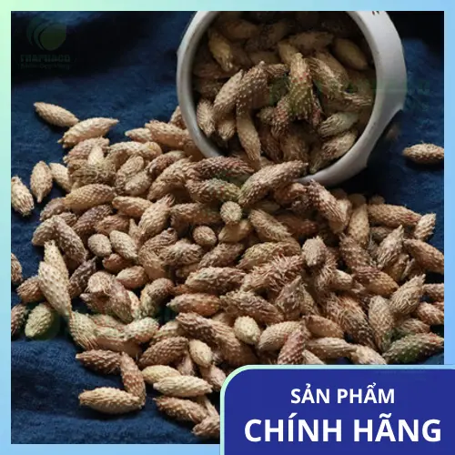 Ké đầu ngựa cần được sơ chế và sử dụng đúng cách
