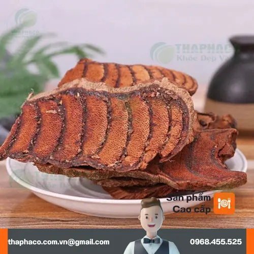 Lát cắt Kê Huyết Đằng khô rõ ràng tại THAPHACO