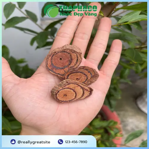 Kê huyết đằng sấy khô, lát cắt chuẩn tại THAPHACO