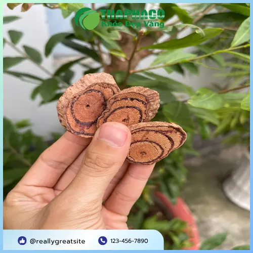 Kê Huyết Đằng chất lượng tại THAPHACO