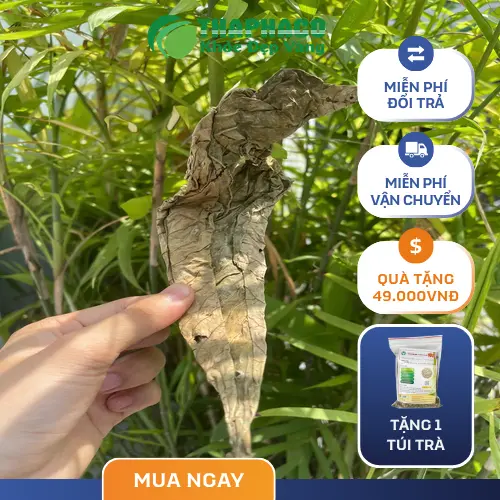 Đối tượng sử dụng Lá Khôi Tía khô