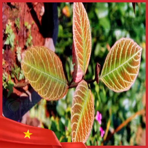 Mua Lá Khôi Tía khô uy tín tại TP.HCM