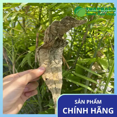 Kiểm tra lá khôi tía khô định kỳ để phát hiện hư hỏng