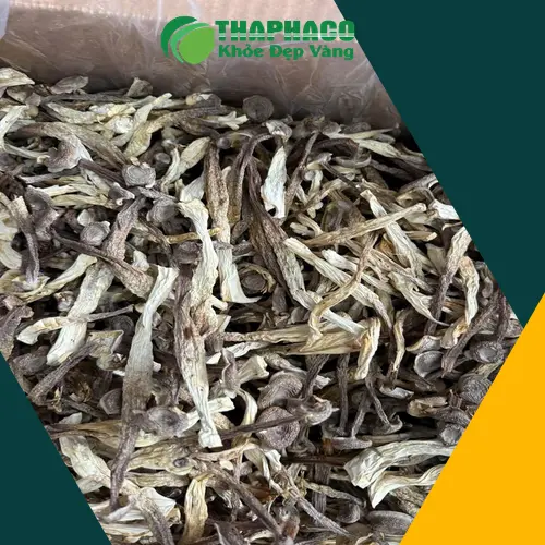 Nấm lộc nhung tươi vừa thu hoạch tại rừng