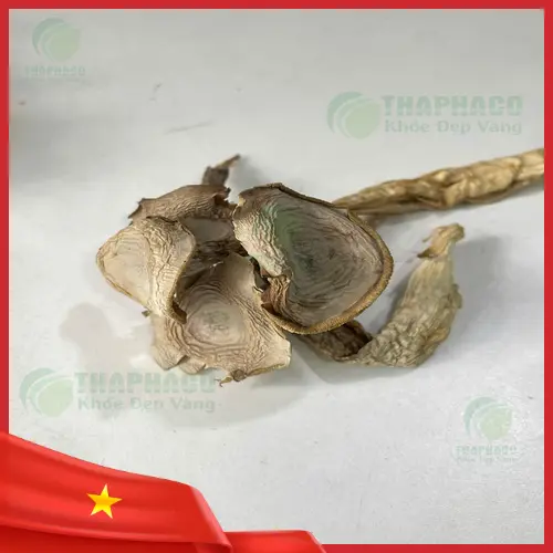 Nấm lộc nhung khô tại THAPHACO