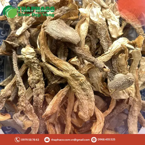 Nấm lộc nhung tươi