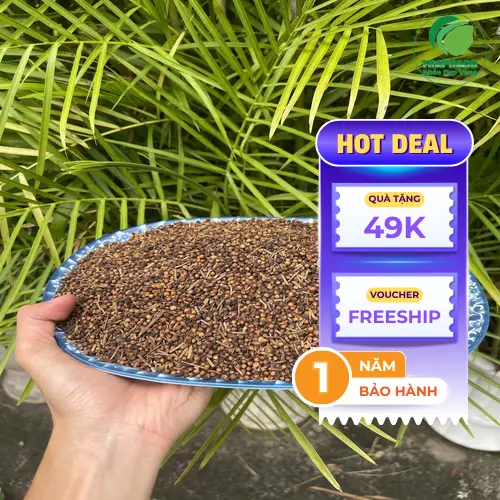 Đặc điểm nhận biết nụ vối khô chất lượng tốt