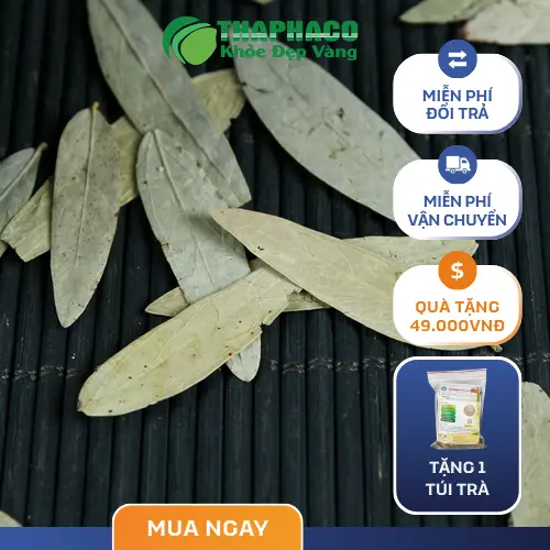 Phan Tả Diệp hỗ trợ tiêu hóa và giảm táo bón