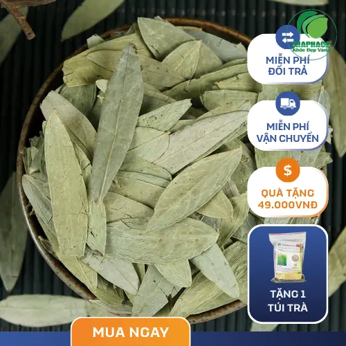 Sử dụng Phan Tả Diệp đúng cách để đạt hiệu quả tối ưu