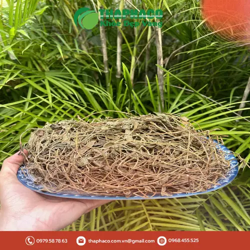 Sài đất và tương tác với thuốc tây y