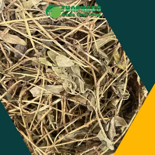 Các đối tượng cần thận trọng khi dùng Sài Đất