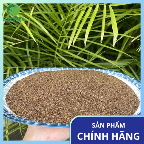 Phân biệt Thỏ Ty Tử và Dây Tơ Hồng