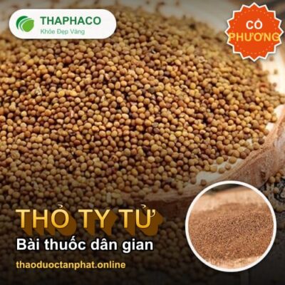Thỏ ty tử - Những Bài Thuốc Dân Gian Có Thỏ Ty Tử