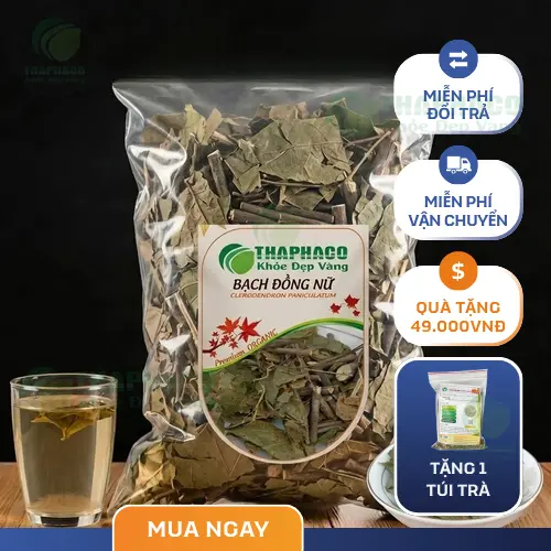 Hình ảnh cây Bạch Đồng Nữ tươi