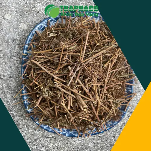 Chất lượng cây xấu hổ khô tại THAPHACO