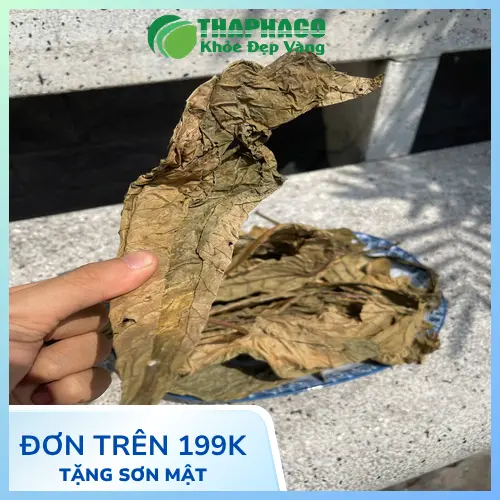 Phụ nữ mang thai và cho con bú không nên dùng lá khôi tía