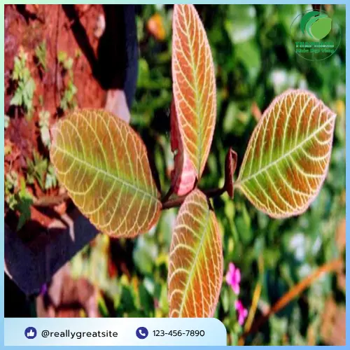 Chọn lá khôi tía khô chất lượng tại THAPHACO