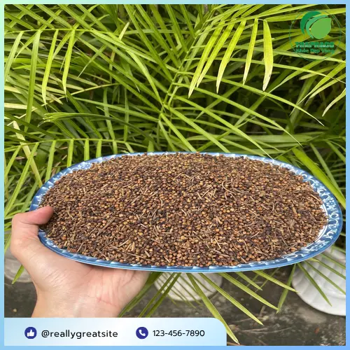 Nụ vối không phải thuốc chữa bệnh