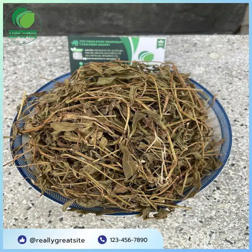 Sản phẩm sài đất khô chất lượng của THAPHACO