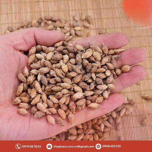 Sử dụng ké đầu ngựa đúng liều lượng