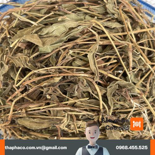 Đặc điểm lá và hoa cây sài đất
